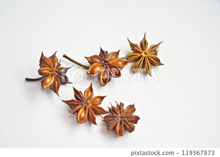 Brown fallen Illicium sikimi (autumn, October) 119367873