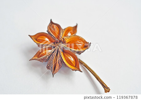 Brown fallen Illicium sikimi (autumn, October) 119367878