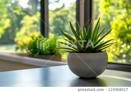 A close up of a small potted aloe vera plant on a smooth, sunlit countertop with greenery in the background 119369017