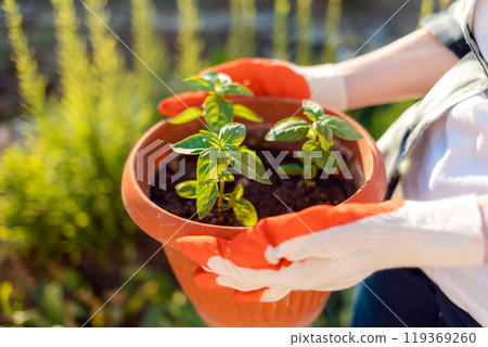 Plant. Female's gloved hands hold a pot of seedlings. Top view, close-up. The concept of planting and gardening Plant. Female's gloved hands hold a pot of seedlings. Top view, close-up. The concept of planting and gardening 119369260