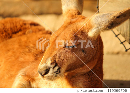 袋鼠在多摩動物園 袋鼠在多摩動物園 119369706