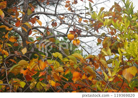 Southern Turkey, region Anatolia. Alanya, Antalya privince. Dim River National park and canyon. Taurus Mountains Southern Turkey, region Anatolia. Alanya, Antalya privince. Dim River National park and canyon. Taurus Mountains 119369820