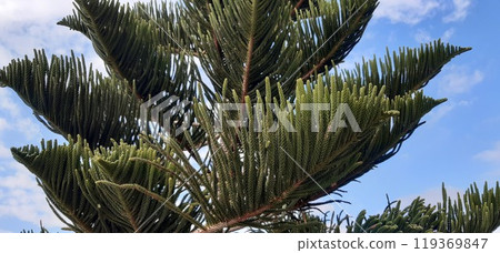 Alanya City Park, Antalya Province. Mediterranean. Alanya City Park, Antalya Province. Mediterranean. 119369847