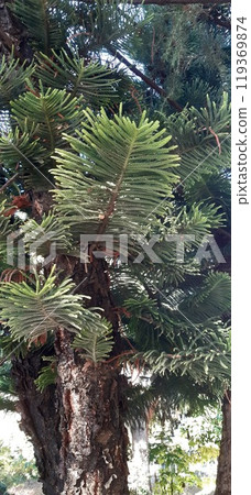 Alanya City Park, Antalya Province. Mediterranean. 119369874