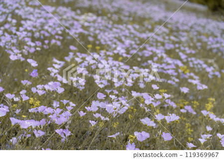 linen field linum usitatissimum. Flax flowers swaying in the wind. Slow motion video 119369967
