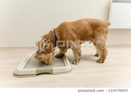 American Cocker Spaniel eating dry food indoors. 119370045