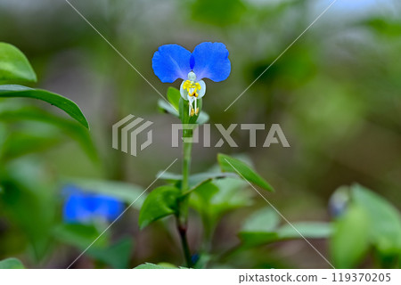鴨蹠草 119370205