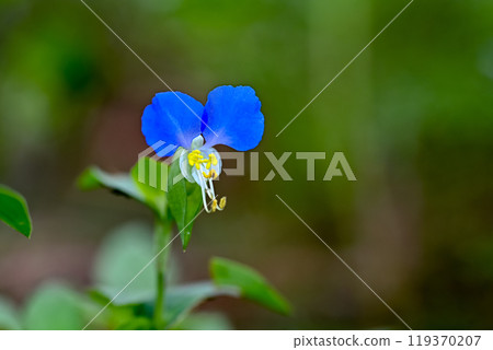 鴨蹠草 鴨蹠草 119370207
