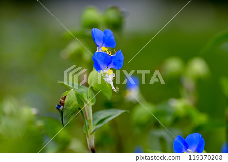 鴨蹠草 119370208