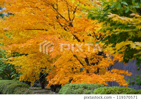 秋天的樹葉 119370571