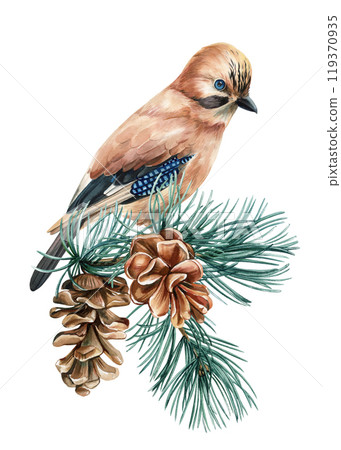 Jay sitting on a pine branch with pine cones isolated on a white background, watercolor painting for design, Jay bird 119370935