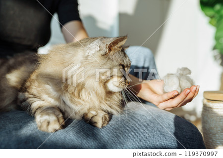 domestic cat grooming domestic cat grooming 119370997
