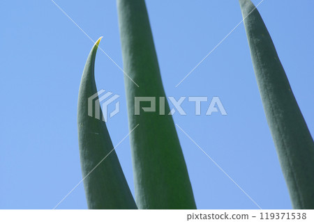 蔥和藍天 蔥和藍天 119371538