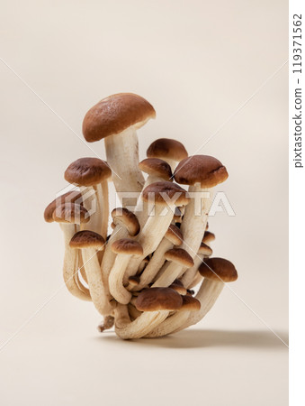 Fresh raw brown poplar mushrooms or velvet pioppini mushrooms on beige closeup 119371562