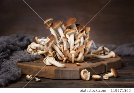 Fresh raw brown poplar mushrooms or velvet pioppini mushrooms on dark wood closeup Fresh raw brown poplar mushrooms or velvet pioppini mushrooms on dark wood closeup 119371563