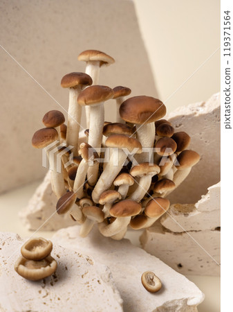 Fresh raw brown poplar mushrooms or velvet pioppini mushrooms on beige stones closeup Fresh raw brown poplar mushrooms or velvet pioppini mushrooms on beige stones closeup 119371564