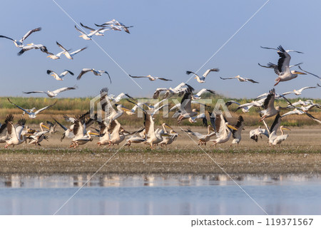 white pelicans in Danube Delta, Romania 119371567