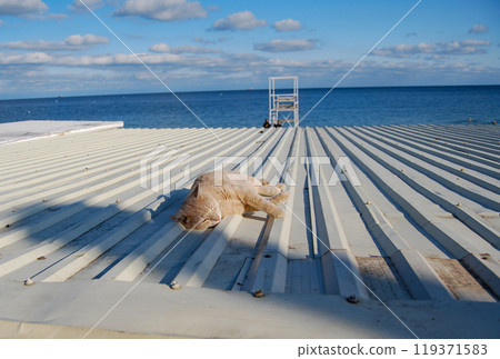 Sleeping cat on a metal roof. A street cat sleeps carefree in the sun by the sea. 119371583