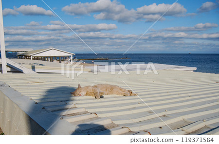 Sleeping cat on a metal roof. A street cat sleeps carefree in the sun by the sea. Sleeping cat on a metal roof. A street cat sleeps carefree in the sun by the sea. 119371584