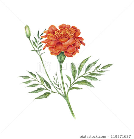 Marigolds autumn flowers orange yellow watercolor illustration isolated on white background , watercolor floral arrangements , floral design, botanic  119371627