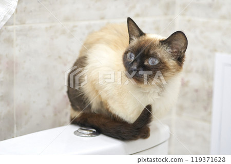 Siamese cat relaxing on a bathroom toilet in a cozy home environment 119371628