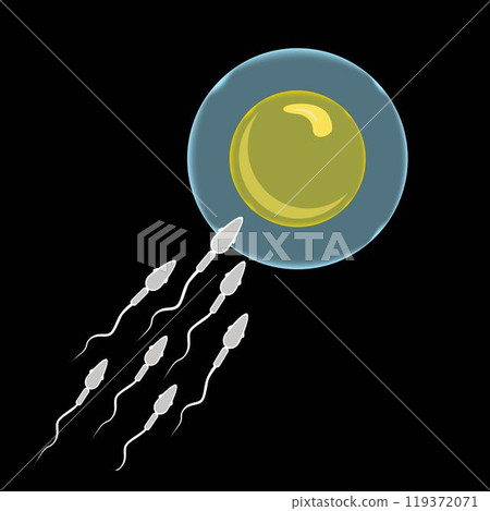 Fertilization of the egg. Female fertility. 119372071