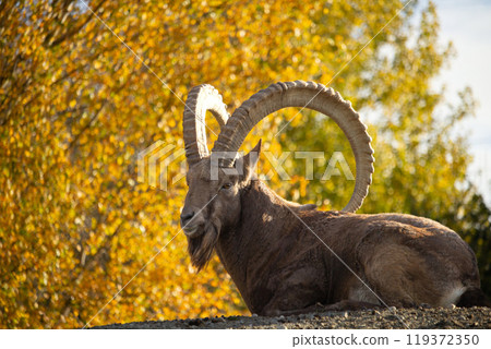 Male Siberian ibex Capra sibirica with his big horns Male Siberian ibex Capra sibirica with his big horns 119372350