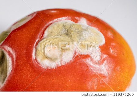 A Close-Up Observation of a Moldy Tomato in Vivid Detail 119375260