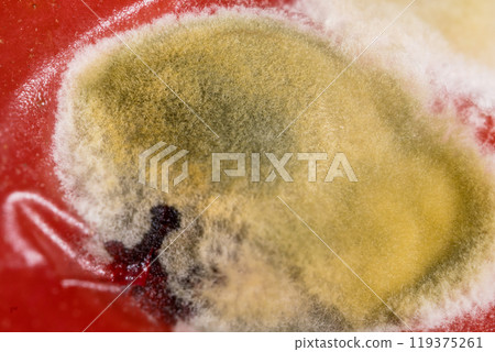 Intricate Patterns of Mold Growth on Tomato Skin 119375261