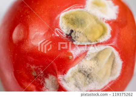 A Close-Up of a Rotten Tomato with Fungal Growths 119375262