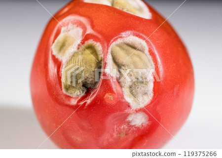 Ripe Tomato with Moldy Patches Displaying Signs of Decay and Spoilage 119375266