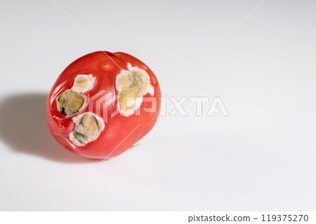 Abandoned Tomato Exhibiting Fungal Decay on a Minimalist Background 119375270