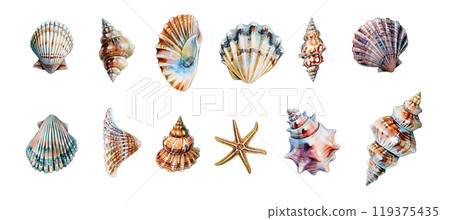 Watercolor seashell set bundle clipart PNG transparent background, isolated graphic resource cutout, summer, vacation, sea shore finds 119375435