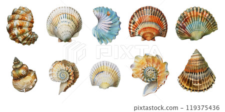 Watercolor seashell set bundle clipart PNG transparent background, isolated graphic resource cutout, summer, vacation, sea shore finds 119375436