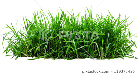 Green fresh blades of grass, patch, lawn, PNG transparent background, isolated graphic resource cutout Green fresh blades of grass, patch, lawn, PNG transparent background, isolated graphic resource cutout 119375456