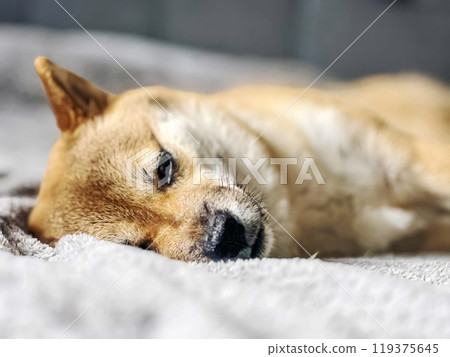 Cute red Shiba inu dog is sleeping on the bed in the bedroom Cute red Shiba inu dog is sleeping on the bed in the bedroom 119375645