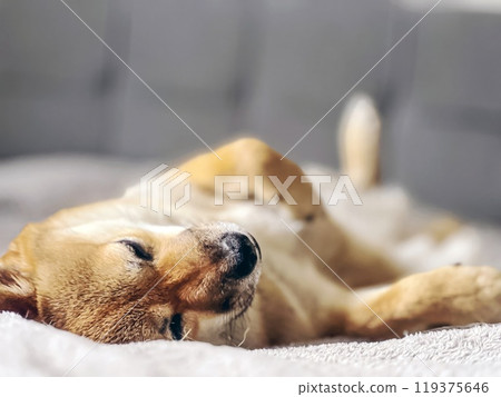 Cute red Shiba inu dog is sleeping on the bed in the bedroom 119375646