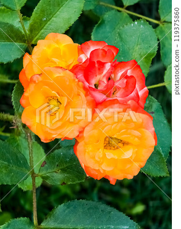Rose Rumba close-up. Low-growing polyanthus rose with yellow-orange-red flowers. 119375860