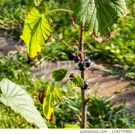 Large ripe black currant on a branch of a bush in the summer garden. Concept of growing organic berries. Large ripe black currant on a branch of a bush in the summer garden. Concept of growing organic berries. 119375969