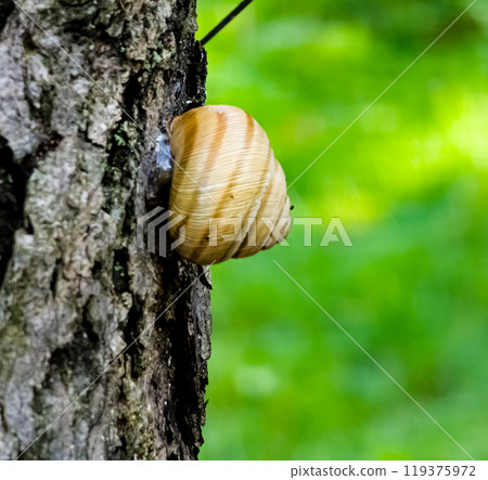 Burgundy snail or Helix pomatia closeup, with homogeneous blurred green background. Burgundy or Edible Snail Helix pomatia is common big european land snail. 119375972