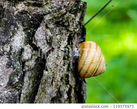 Burgundy snail or Helix pomatia closeup, with homogeneous blurred green background. Burgundy or Edible Snail Helix pomatia is common big european land snail. Burgundy snail or Helix pomatia closeup, with homogeneous blurred green background. Burgundy or Edible Snail Helix pomatia is common big european land snail. 119375973
