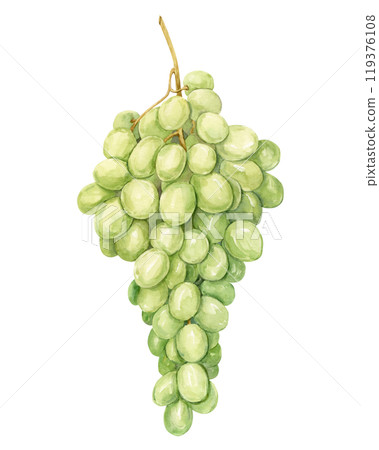 Watercolor branch with white grapes. Illustration of green berries isolated on background. Berries for wine, juice, jam label. Clipart for winery, cafe, restaurant. Watercolor branch with white grapes. Illustration of green berries isolated on background. Berries for wine, juice, jam label. Clipart for winery, cafe, restaurant. 119376108
