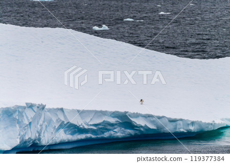 Gentoo Penguins in Antarctica Gentoo Penguins in Antarctica 119377384