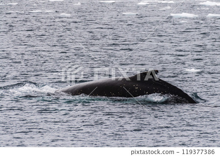 Detail of a humpback dorsal fin and blow hole 119377386