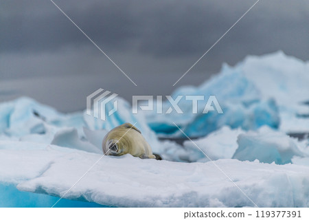 Crabeater Seal resting on a sheet of ice 119377391