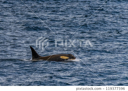 Killer whales in the Antarctic 119377396