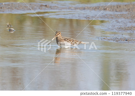 蓮藕田裡的札什吉 119377940