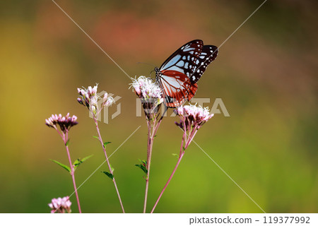 Asagi madara 119377992