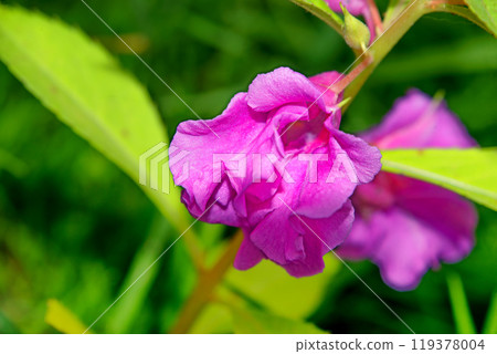 Purple flower in the garden Purple flower in the garden 119378004