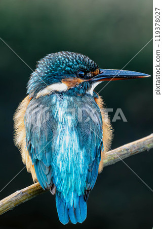 blue bird kingfisher blue bird kingfisher 119378027